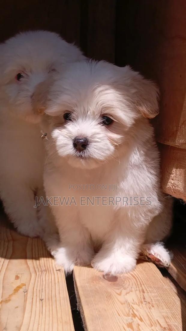 1-3 months Male Purebred Havanese