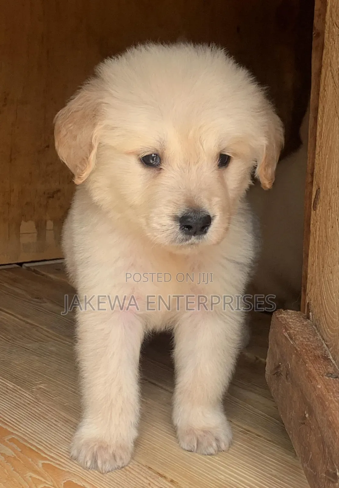 1-3 months Male Purebred Golden Retriever
