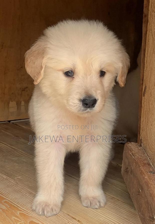1-3 months Male Purebred Golden Retriever