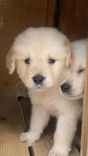 1-3 months Female Purebred Golden Retriever