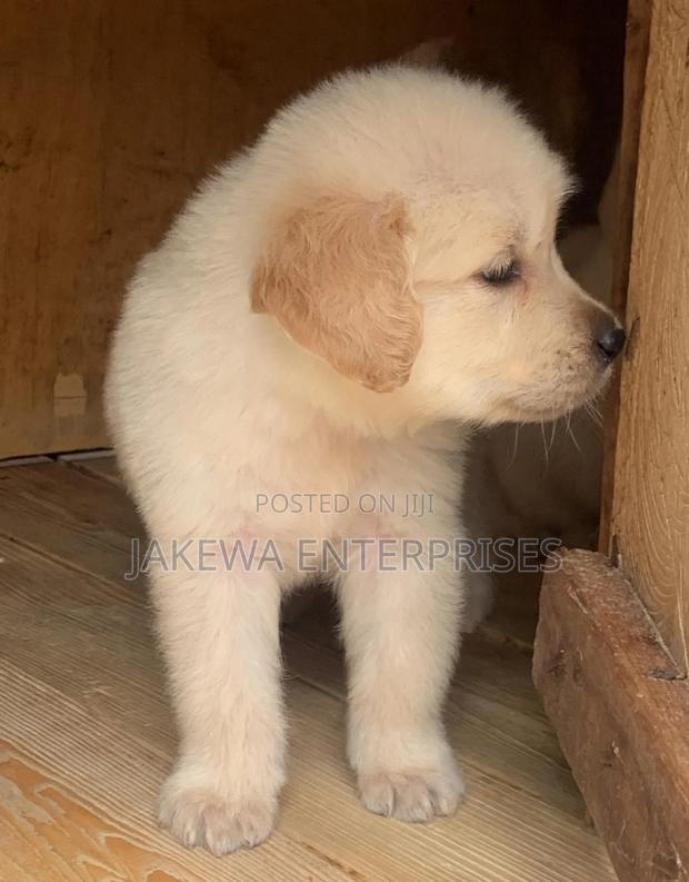 1-3 months Male Purebred Golden Retriever