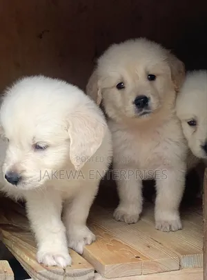 1-3 months Female Purebred Golden Retriever