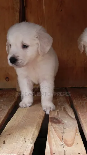 1-3 months Male Purebred Golden Retriever