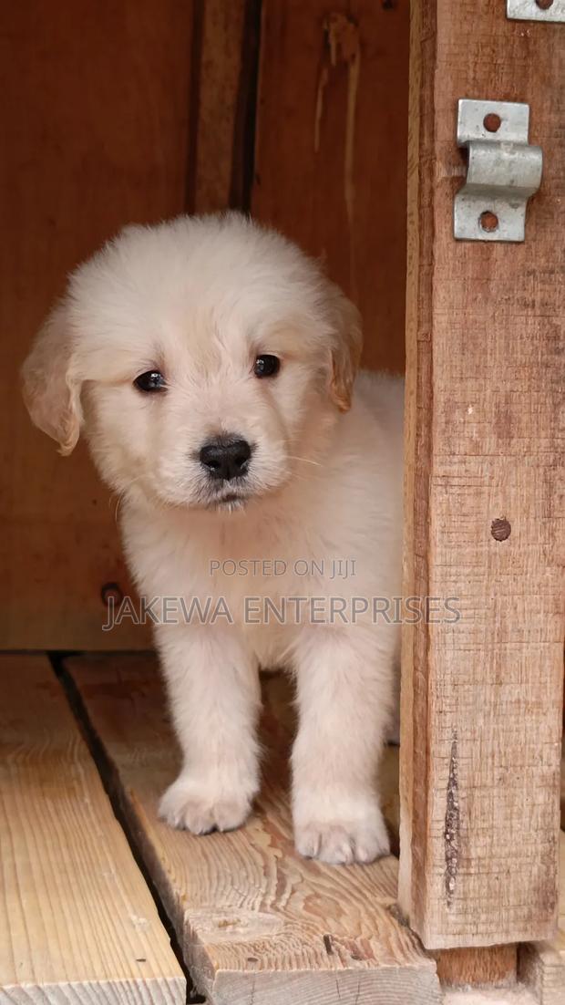 1-3 months Male Purebred Golden Retriever - main view