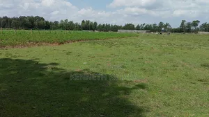 Plots 50 by 100 Plots at Kasuku(Olives Gardens Estate), Nyahururu
