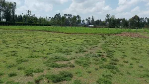 Plots 50 by 100 Plots at Kasuku(Olives Gardens Estate), Nyahururu