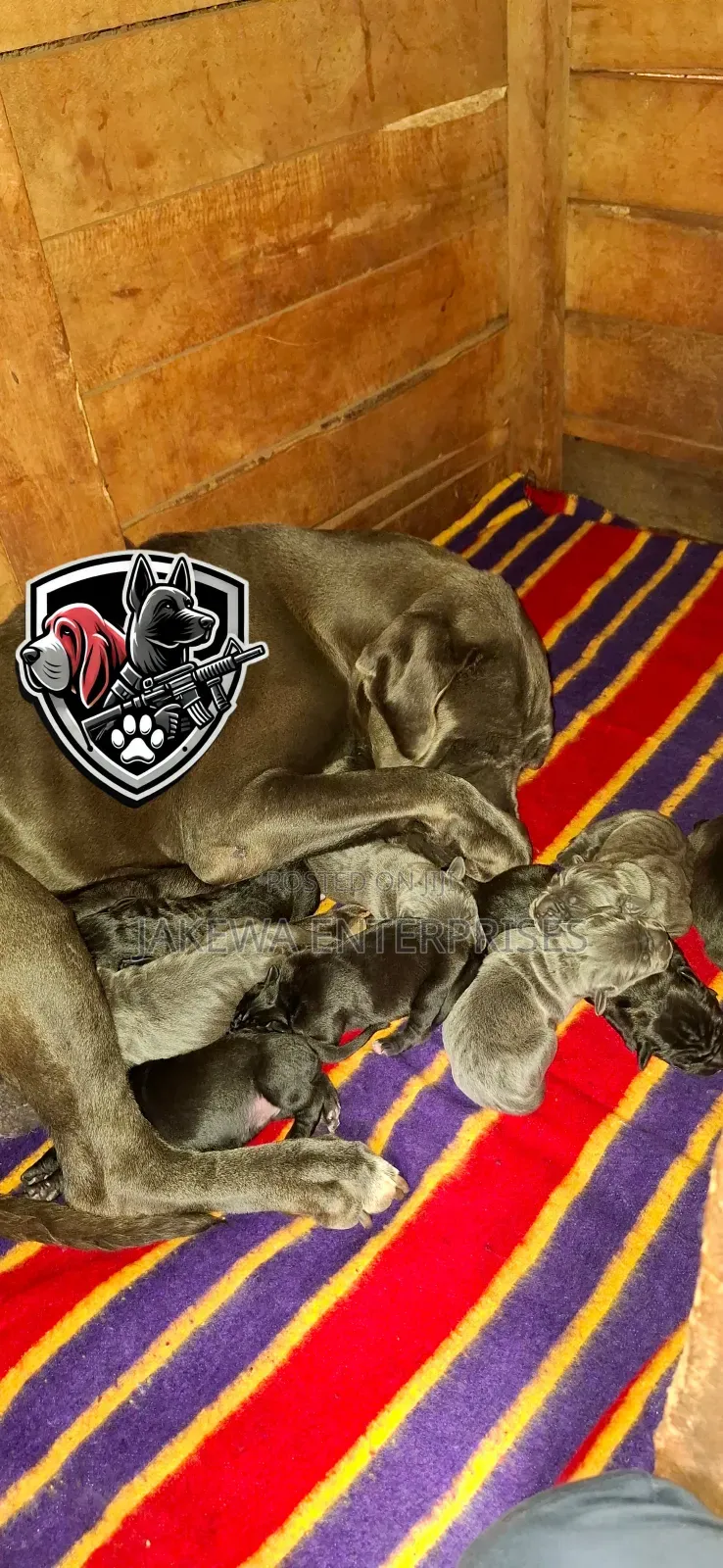 1-3 months Male Purebred Cane Corso