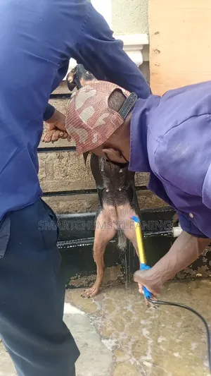 Dogs Fleas Control Services