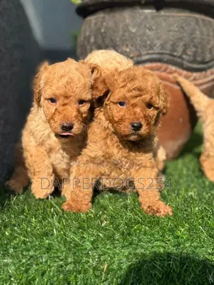 1-3 months Male Purebred Poodle