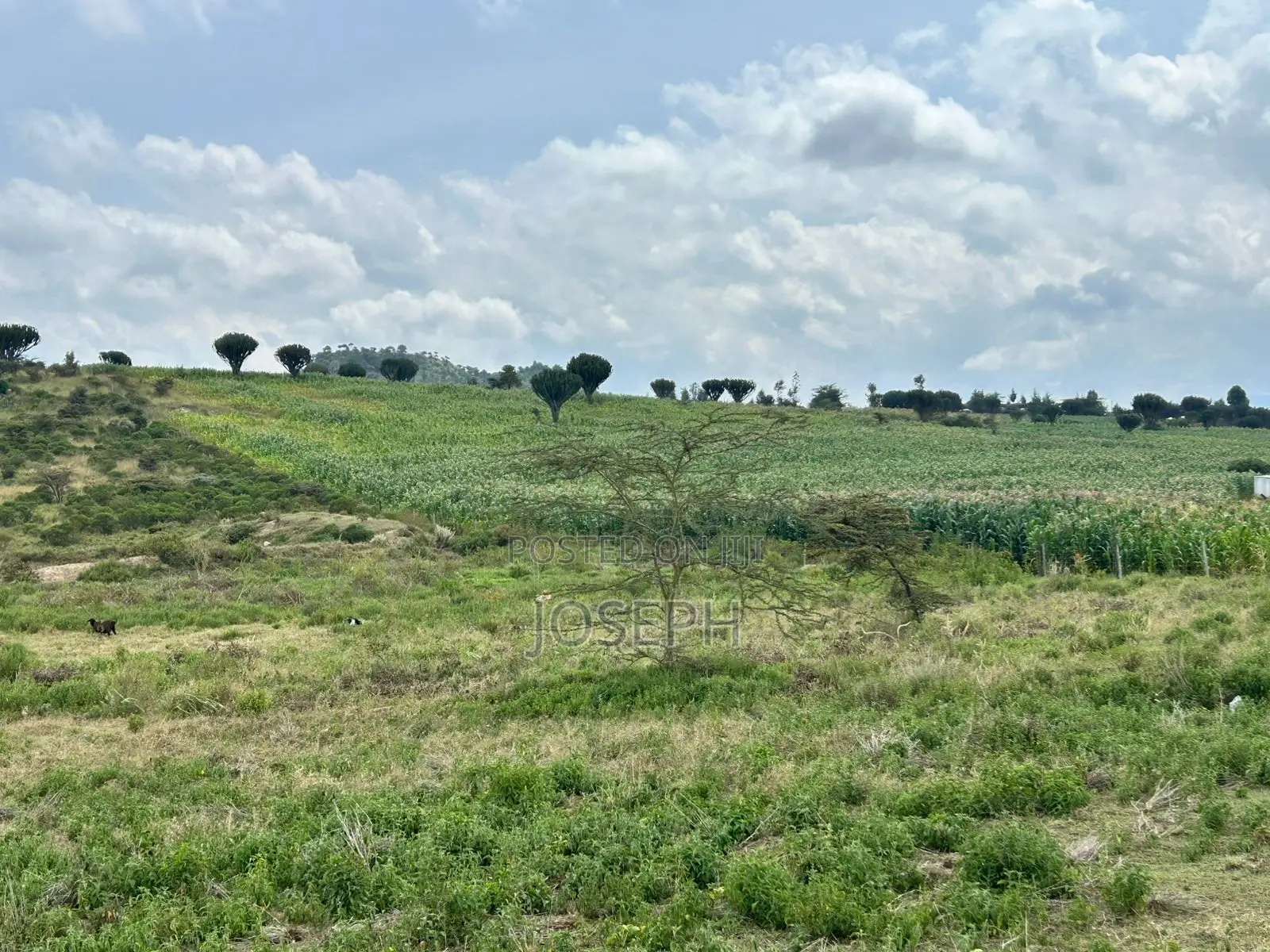 Naivasha Moi Ndabi Sero 22.9acres,Eletric Fenced
