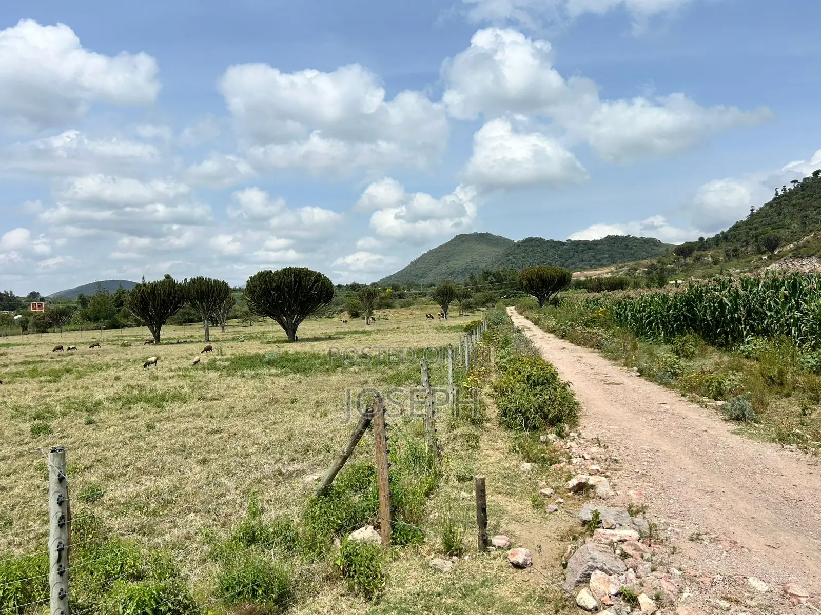 Naivasha Moi Ndabi Sero 22.9acres,Eletric Fenced