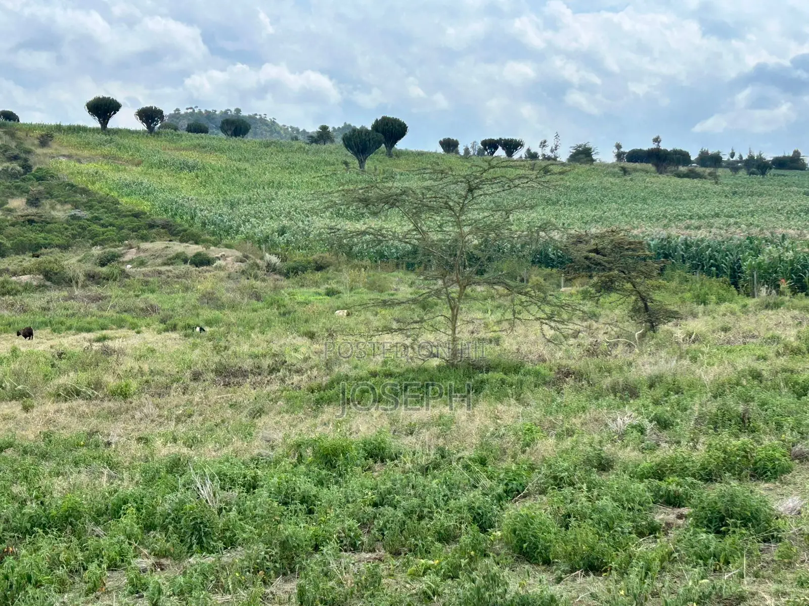 Naivasha Moi Ndabi Sero 22.9acres,Eletric Fenced