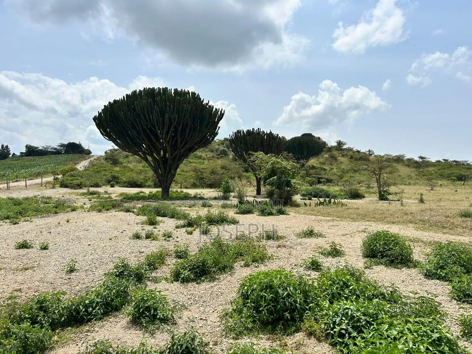Naivasha Moi Ndabi Sero 22.9acres,Eletric Fenced