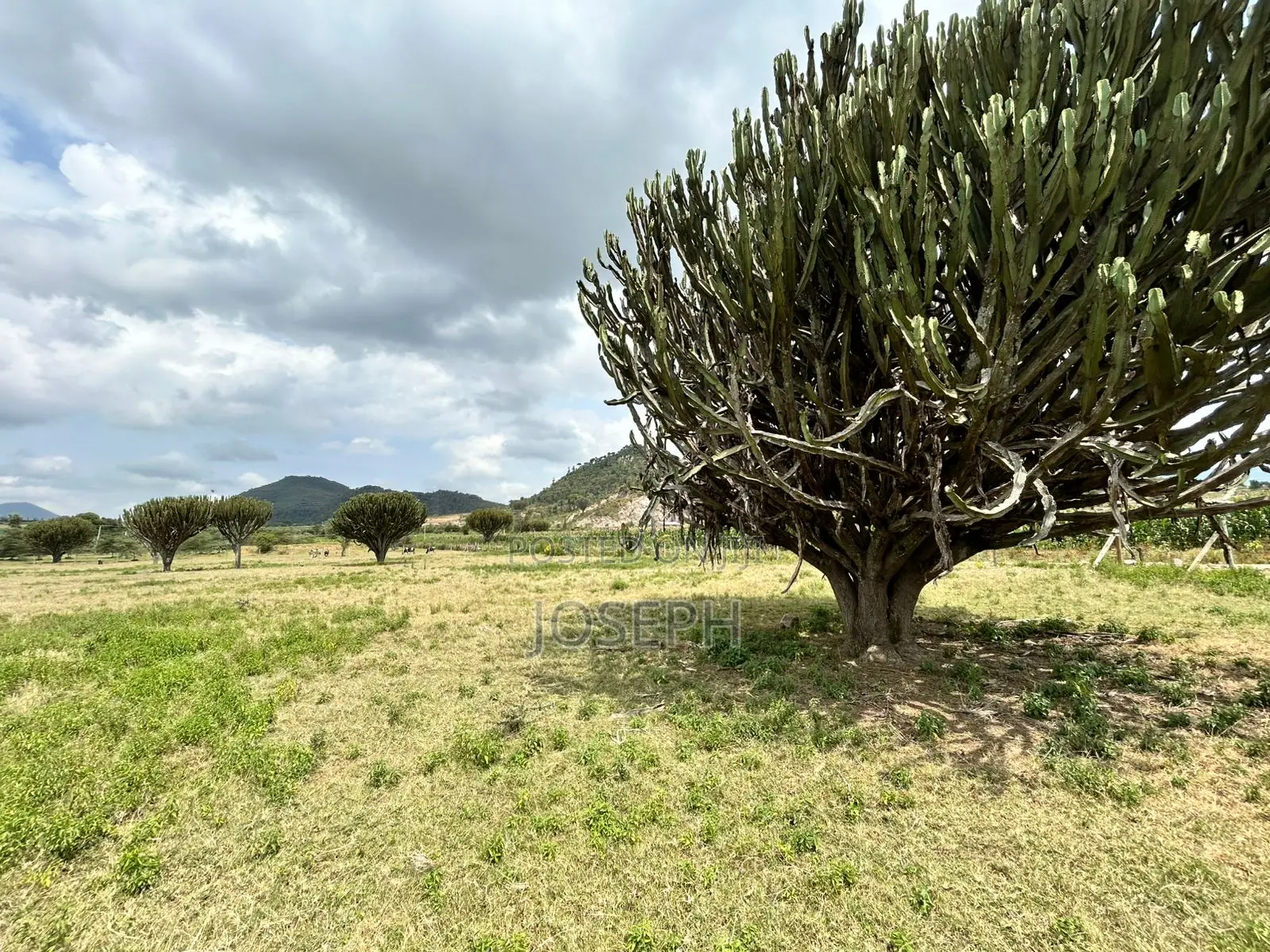 Naivasha Moi Ndabi Sero 22.9acres,Eletric Fenced