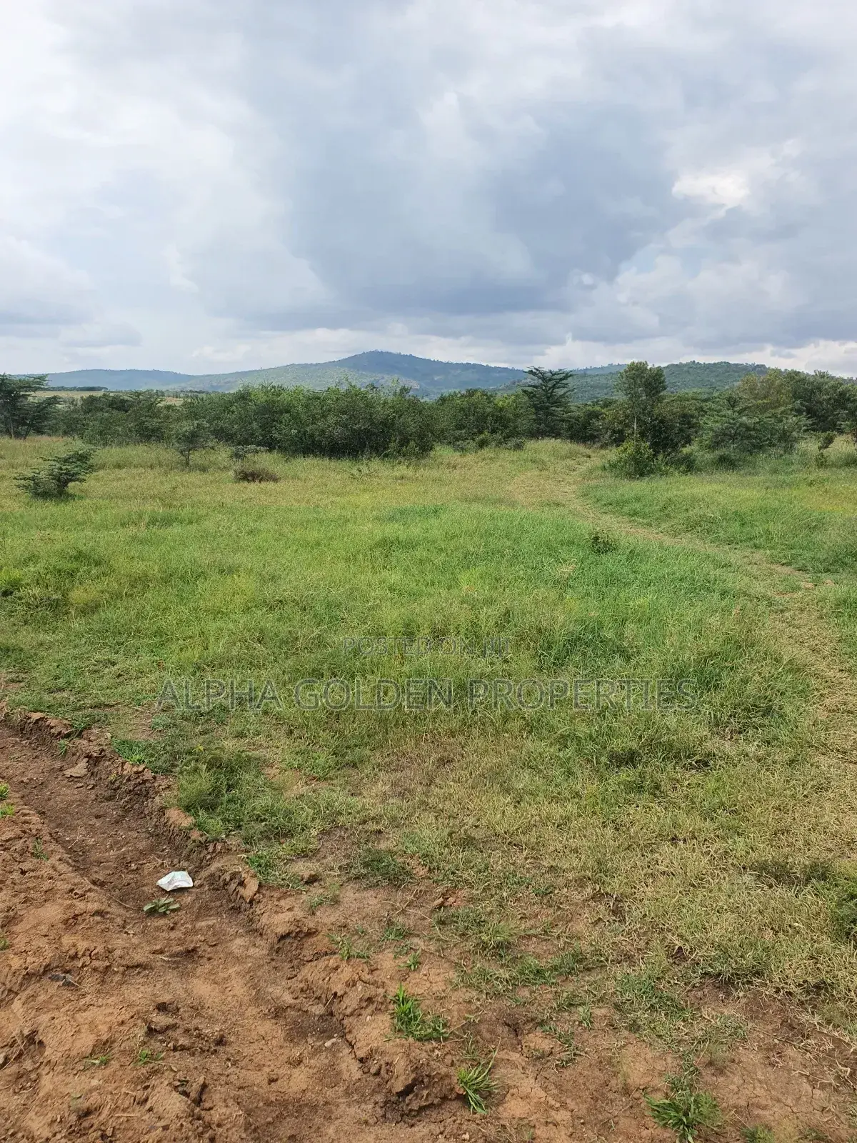 Nanyuki 230 Acres
