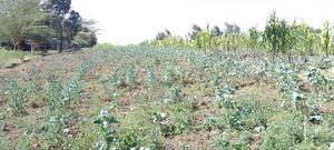 Half Acre in Kinūngi (Nyamathi Centre) - thumbnail 2