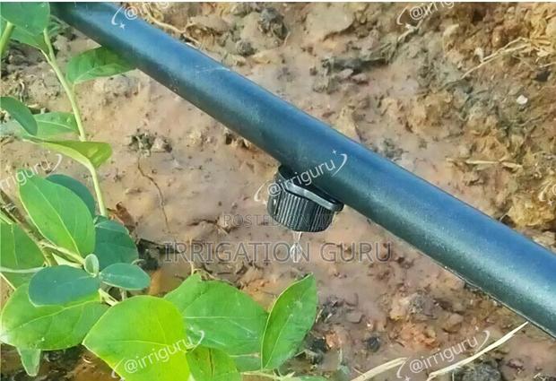 Button Dripper - thumbnail 3