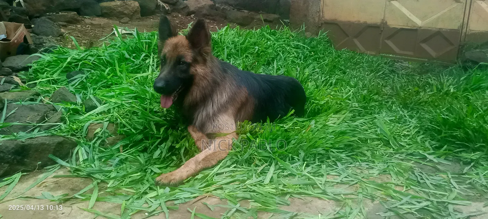 1+ year Male Purebred German Shepherd