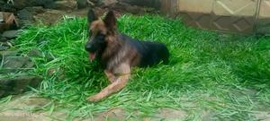 1+ year Male Purebred German Shepherd - thumbnail 2