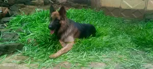 1+ year Male Purebred German Shepherd