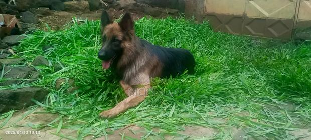 1+ year Male Purebred German Shepherd - main view