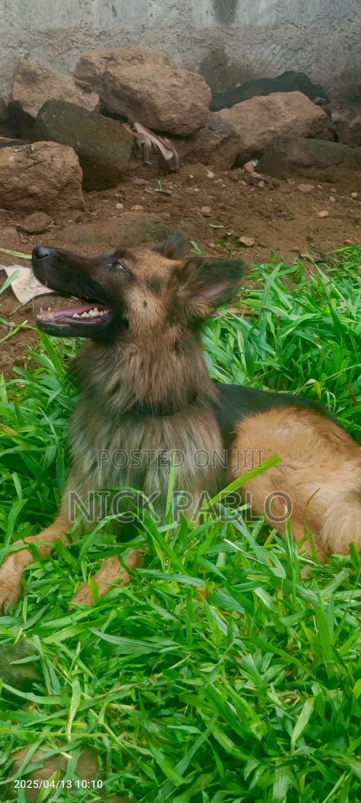 1+ year Male Purebred German Shepherd