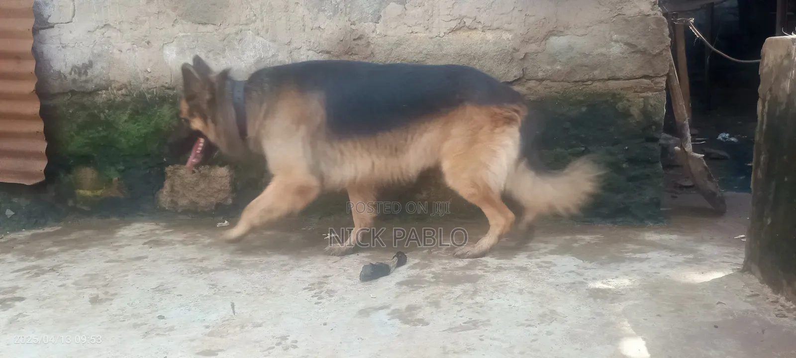 1+ year Male Purebred German Shepherd