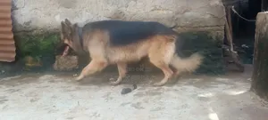 1+ year Male Purebred German Shepherd