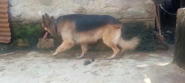 1+ year Male Purebred German Shepherd - thumbnail 4