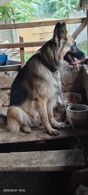 1+ year Male Purebred German Shepherd