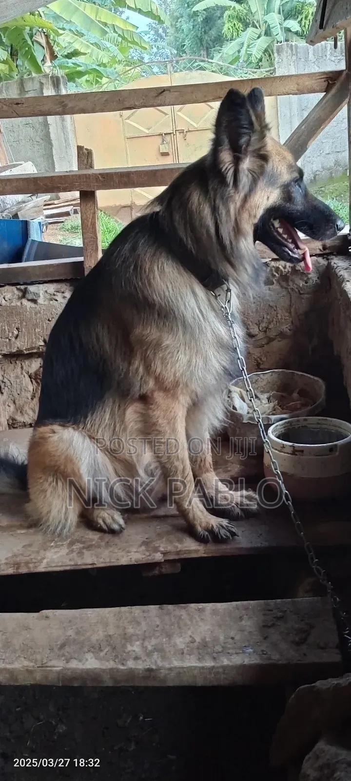1+ year Male Purebred German Shepherd