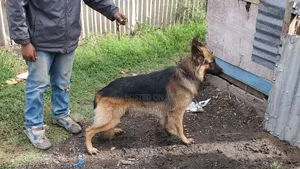 1+ year Male Purebred German Shepherd
