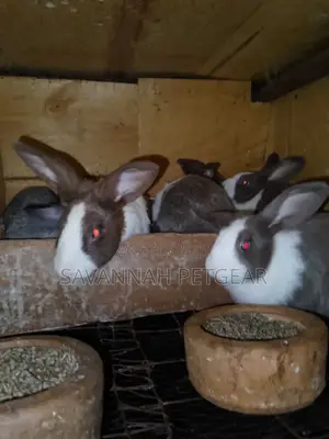 Dutch Rabbit, a Popular Breed of Domestic Rabbit - Mature