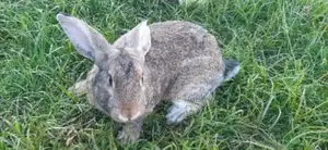 Flemish Giant Rabbit Expectant Females