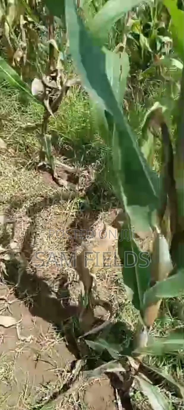 2 Acres on Sale - thumbnail 2