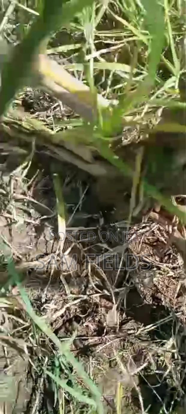 2 Acres on Sale - thumbnail 3