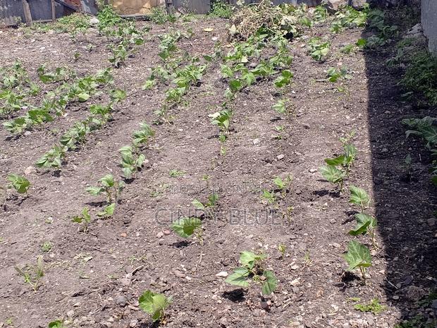 50 by 100 Plot for Sale