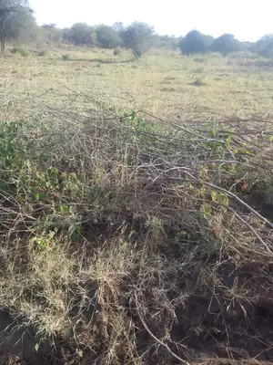 3,000 Acres of Land Is Available for Sale in Voi Town