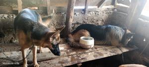 1+ year Female Purebred German Shepherd - thumbnail 2