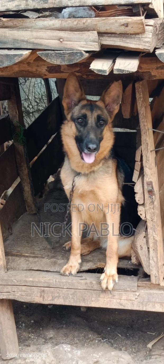 1+ year Female Purebred German Shepherd - thumbnail 3