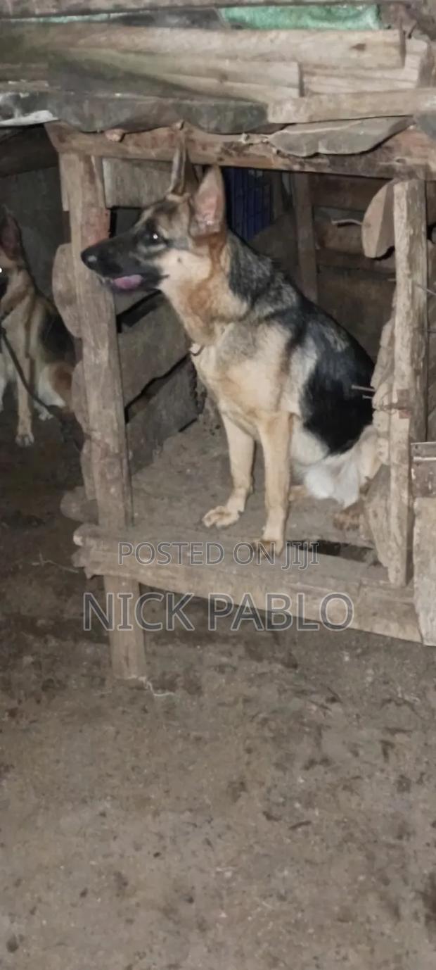 1+ year Female Purebred German Shepherd - thumbnail 4