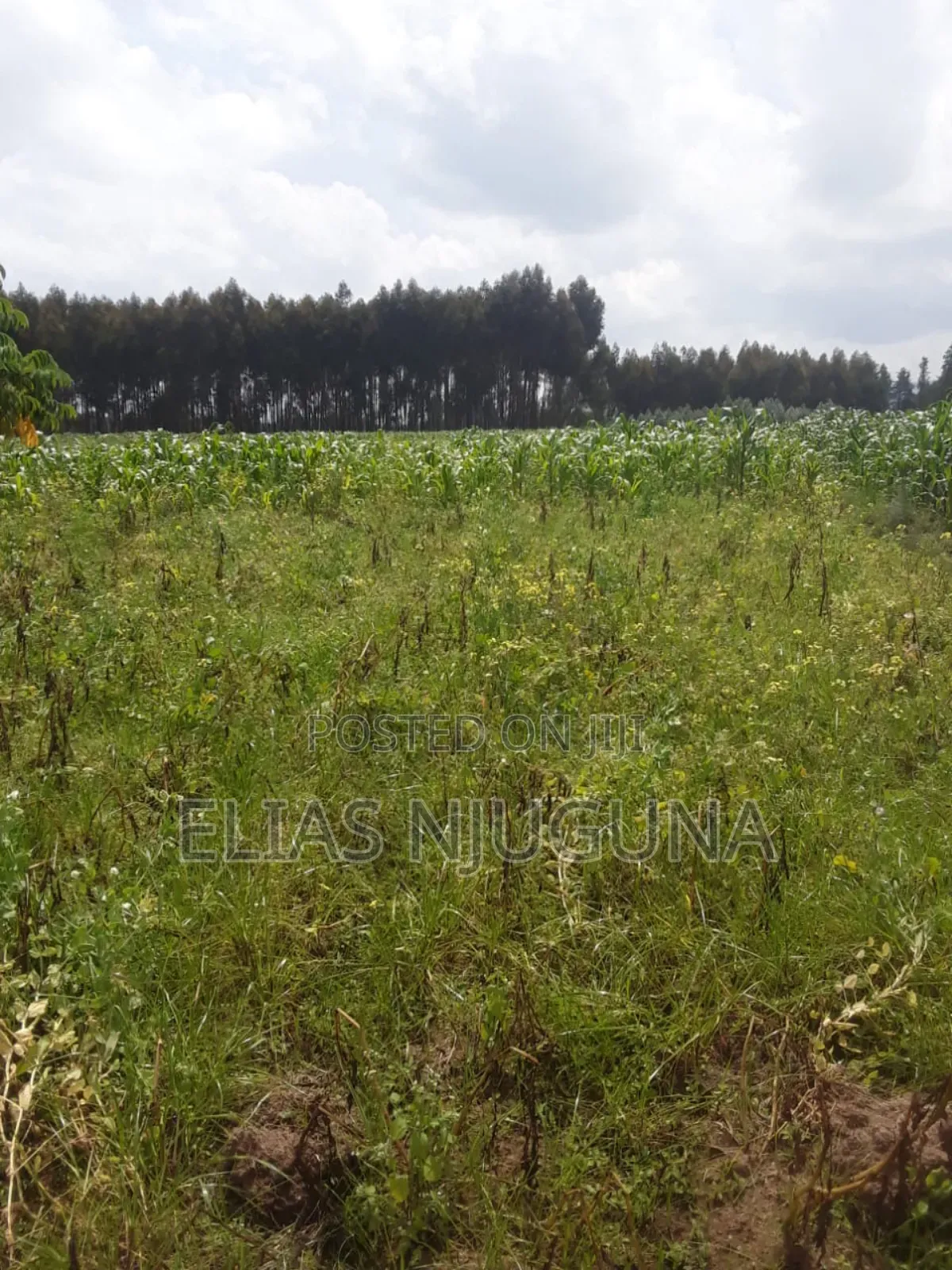 Nyandarua Rironi 5.5acre Each at KSH Negotiable.