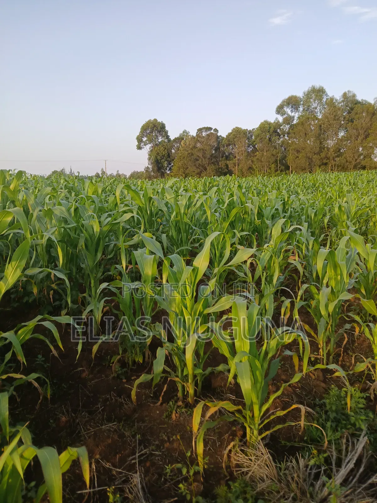 Nyandarua Rironi 5.5acre Each at KSH Negotiable.