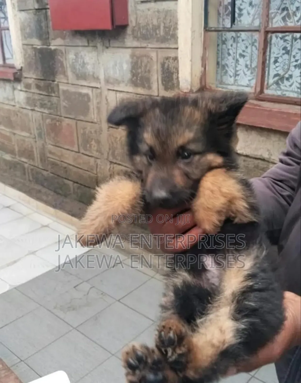 1-3 months Female Purebred German Shepherd