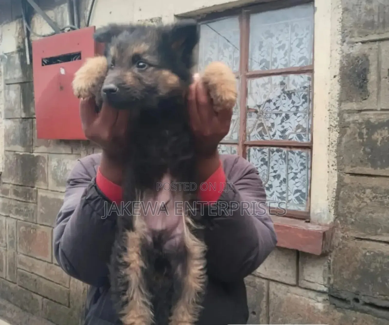 1-3 months Female Purebred German Shepherd