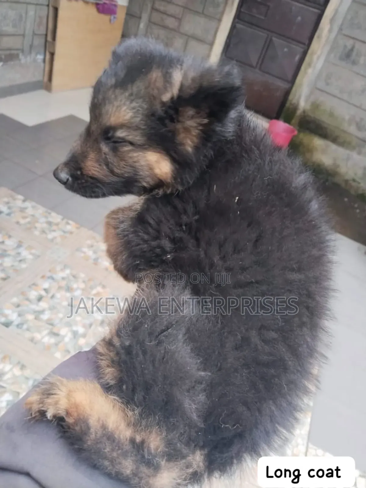 1-3 months Female Purebred German Shepherd