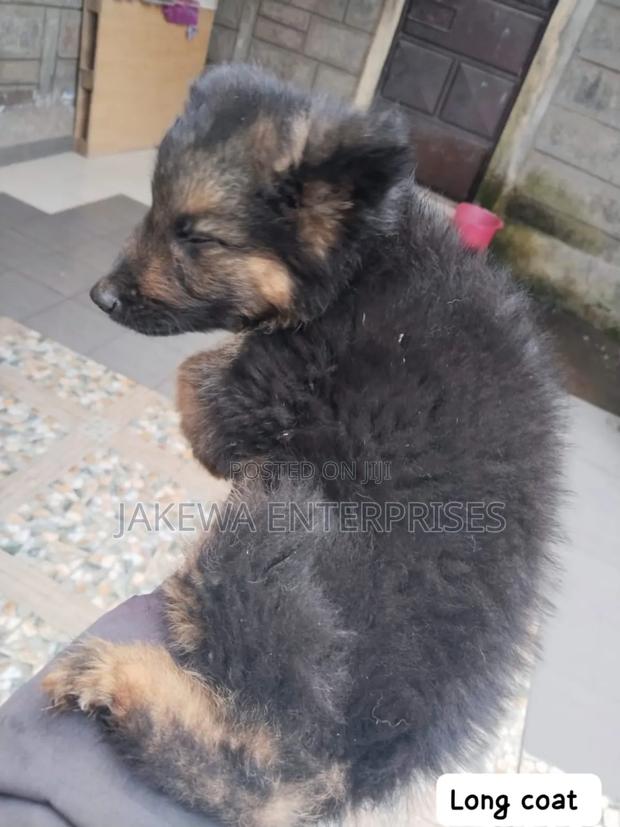 1-3 months Female Purebred German Shepherd