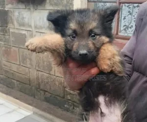 1-3 months Female Purebred German Shepherd
