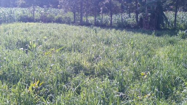 One Acre for Sale Luucho Around Kanduyi - thumbnail 4