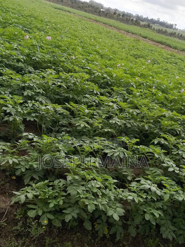 Land For Lease - thumbnail 6